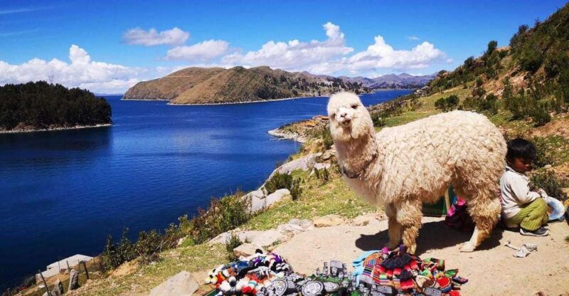 from-puno-sun-island-and-copacabana-1-day-tour