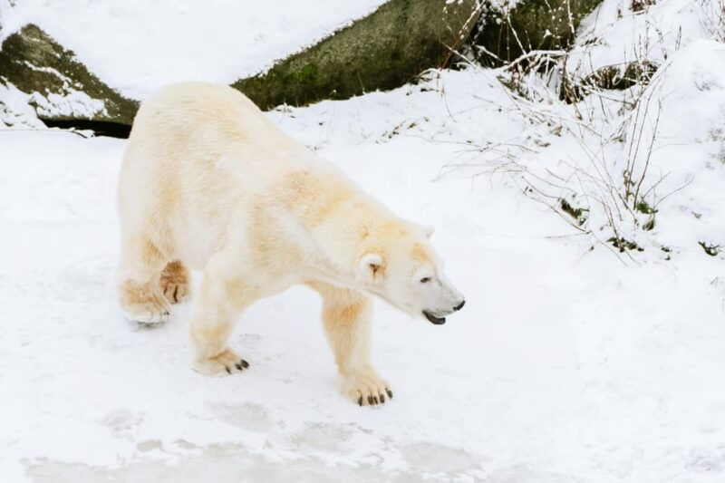 from-rovaniemi-family-friendly-visit-to-ranua-wildlife-park