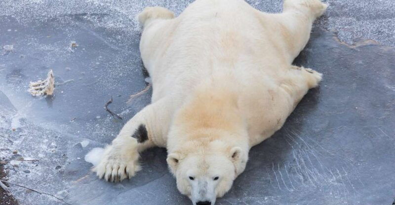 from-rovaniemi-ranua-wildlife-park-experience