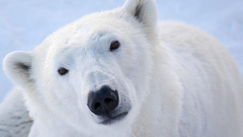 from-rovaniemi-visit-wildlife-park-in-ranua