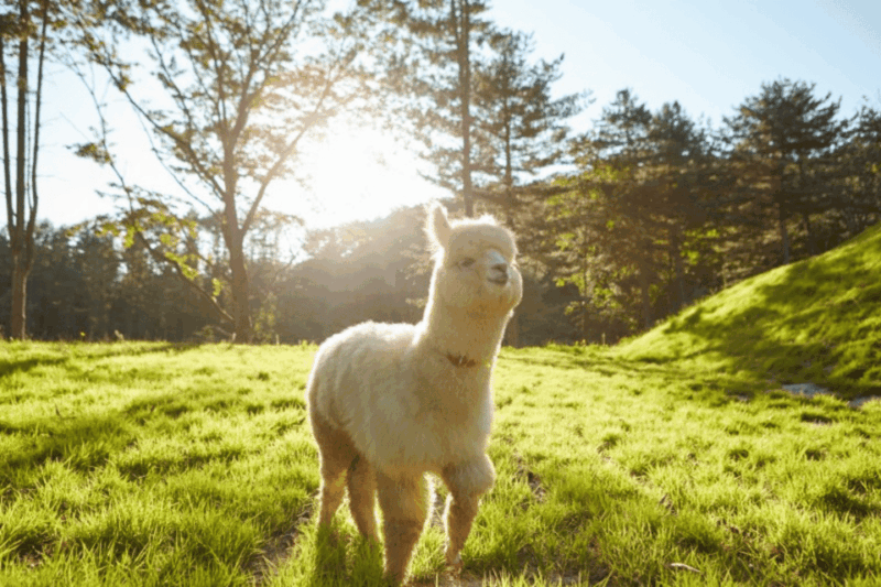 from-seoul-alpaca-farm-with-rail-bike-luge-racing