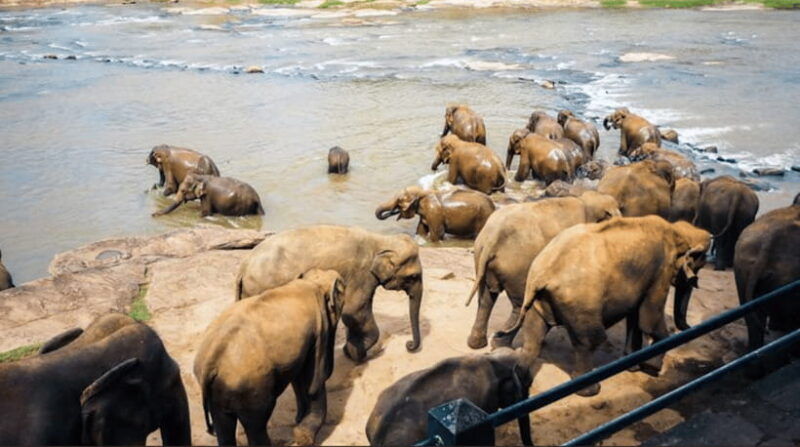 from-sigiriya-kandy-trip-with-elephant-orphanage-pinnawala