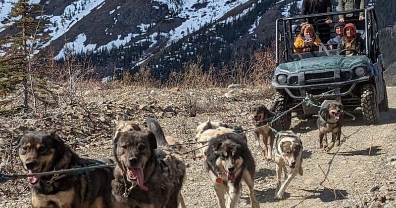 from-skagway-yukon-sled-dog-mushing-white-pass-combo-2