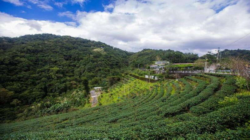 from-taipei-thousand-island-lake-tea-museum-private-tour