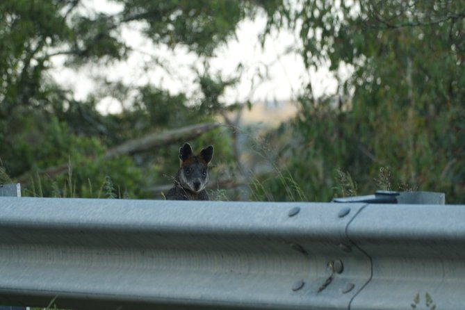From the Mountains to the Bay - 4 Day Rediscovery Private Tour - Who Will Love This Tour?