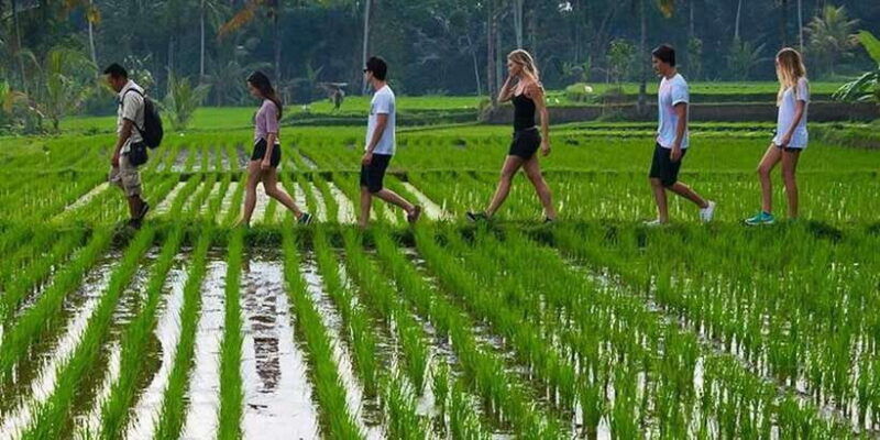 from-ubud-3-hour-tropical-trek-and-taro-village-tour
