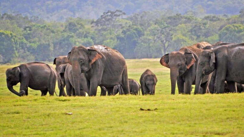 from-udawalawa-udawalawa-national-park-safari-tours