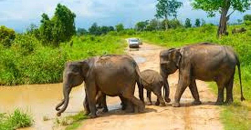 from-udawalawe-national-park-thrilling-full-day-safari