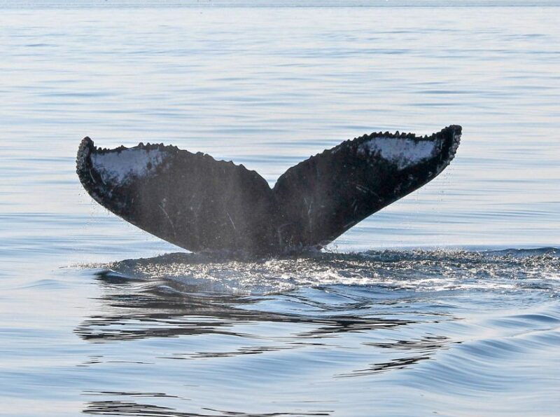from-victoria-whale-watching-marine-wildlife-excursion