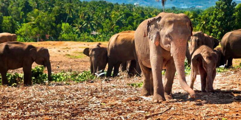from-west-coast-kandy-pinnawala-botanical-tea-gardens