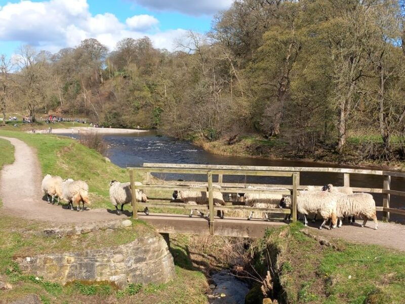 from-york-herriot-and-yorkshire-dales-day-trip