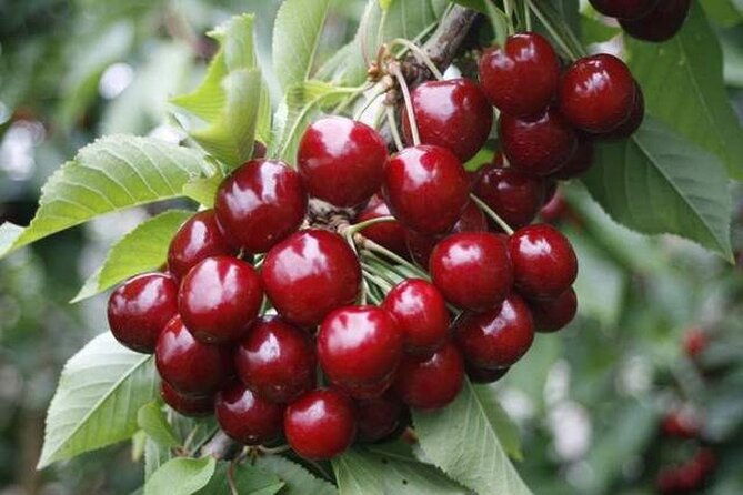 Fruits picking tour from Melbourne - Exploring the Itinerary in Detail