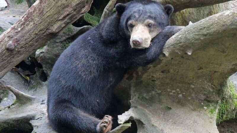 full-day-at-sepilok-orangutan-sun-bear-sandakan-city-tour