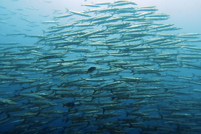 Full Day Diving Activity in Thailand with Lunch - What We Love About the Tour