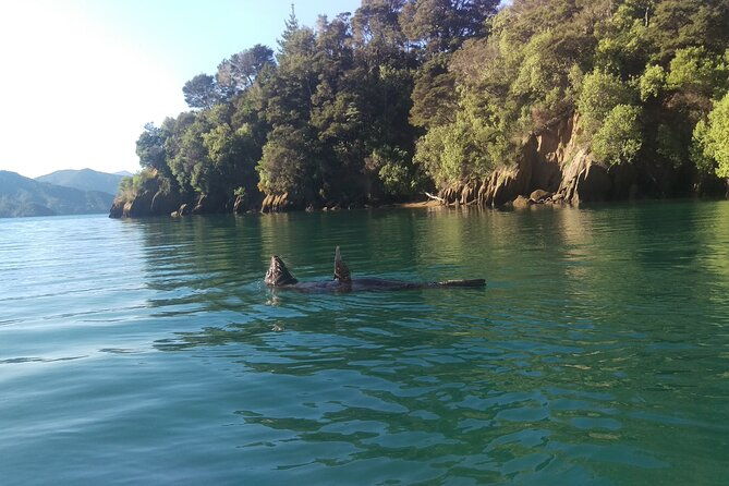 Full day Guided Sea Kayak Tour from Picton - Wildlife and Natural Encounters