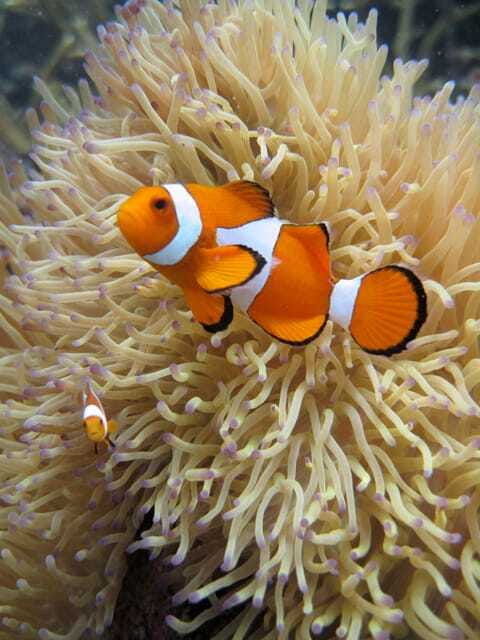 full-day-guided-snorkeling-tour-from-kota-kinabalu