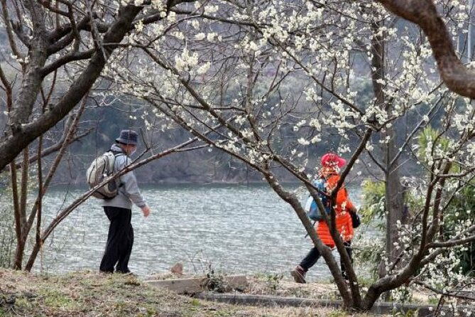 Full-day Hadong, Gwangyang, Cherry blossom, Green Tea Fields Private Tour - Introduction: A Day of Natural Beauty and Cultural Charm