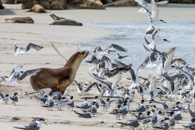 Full-Day Kangaroo Island Experience Departing from Kangaroo Island - Transport, Timing, and Group Dynamics
