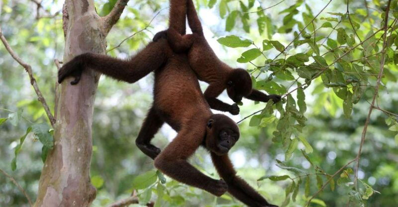 full-day-monkey-island-tour