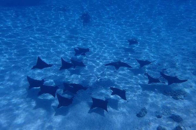 Full-Day Private Boat Tour of Bora Bora Lagoon with Snorkel - The Itinerary: What to Expect