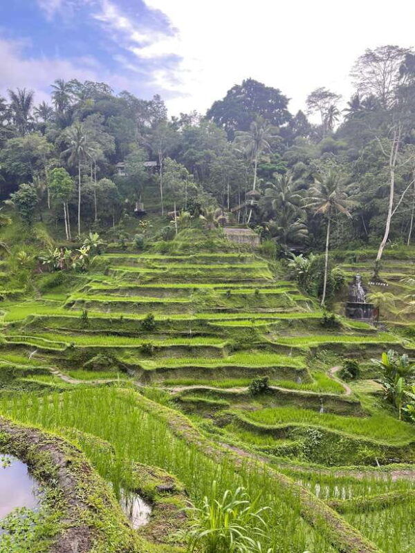 full-day-tour-to-explore-ubud-with-private-car