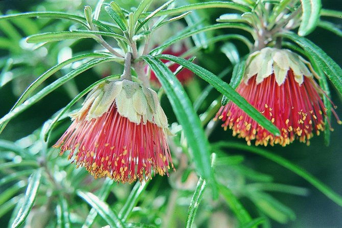 Full-Day Yanchep National Park, Cave & Hillarys - What Could Be Better?