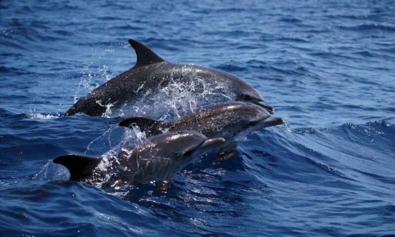 funchal-dolphin-and-whale-watching-cruise