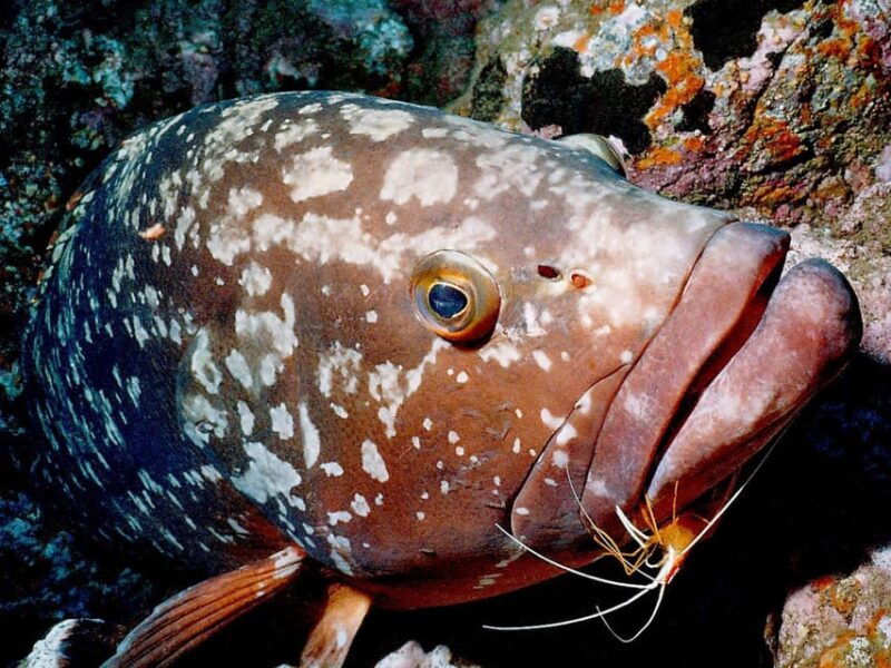 funchal-garajau-national-park-certified-divers
