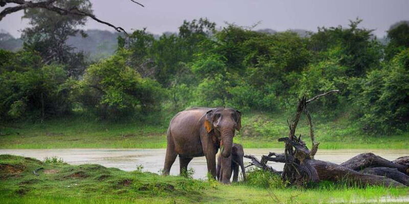 galle-mirissa-hikkaduwa-transfer-to-ella-udawalawa-safari