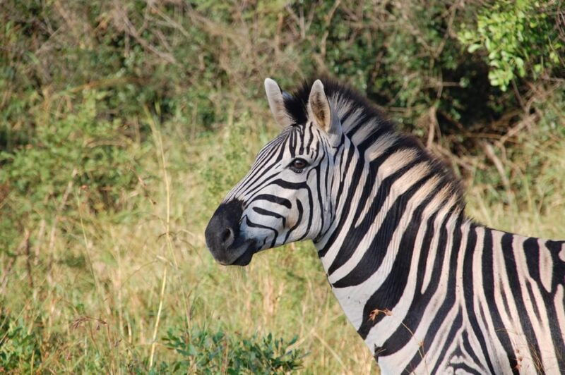 game-drive-and-white-rhino-walking-safari-in-livingstone-2