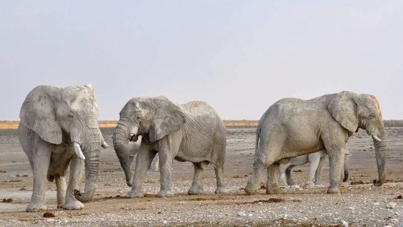 game-drive-and-white-rhino-walking-safari-in-livingstone