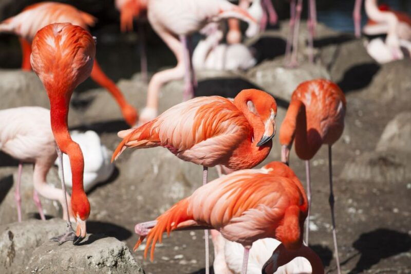 gdansk-oliwa-zoo-with-tickets-and-roundtrip-transportation