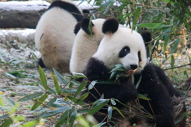 Giant Panda and Buddha 1 day tour - The Itinerary in Detail