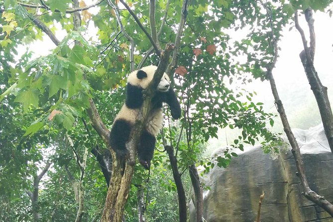 Giant Panda Hometown and Taoist Mountain Discovery From Chengdu - Authentic Sichuan Cuisine and Scenic Qingcheng Mountain