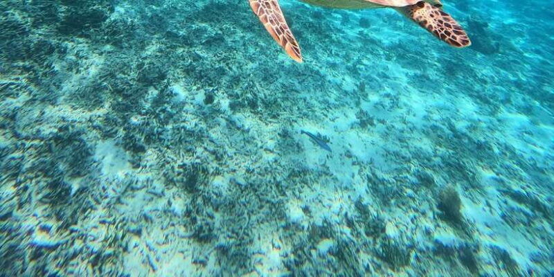 gili-island-private-snorkeling-visit-baby-turtles