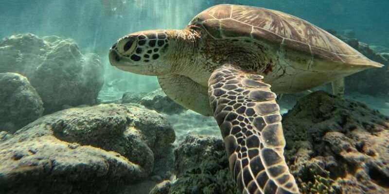 gili-island-snorkeling-gili-trawangan-meno-and-air