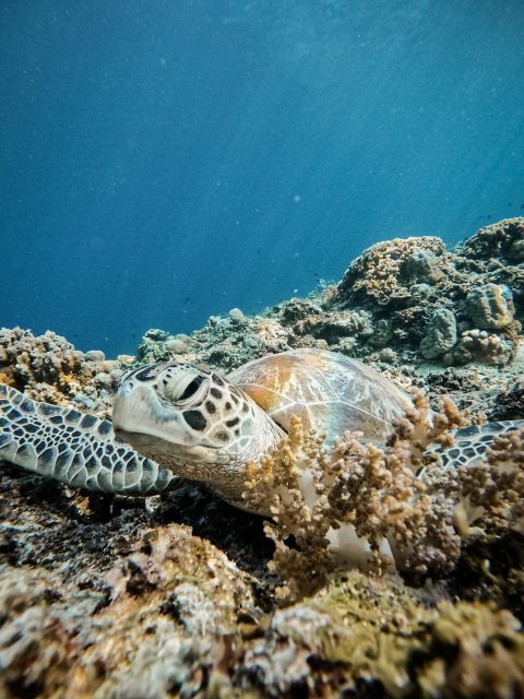 gili-islands-group-or-private-snorkeling-tour-with-gopro