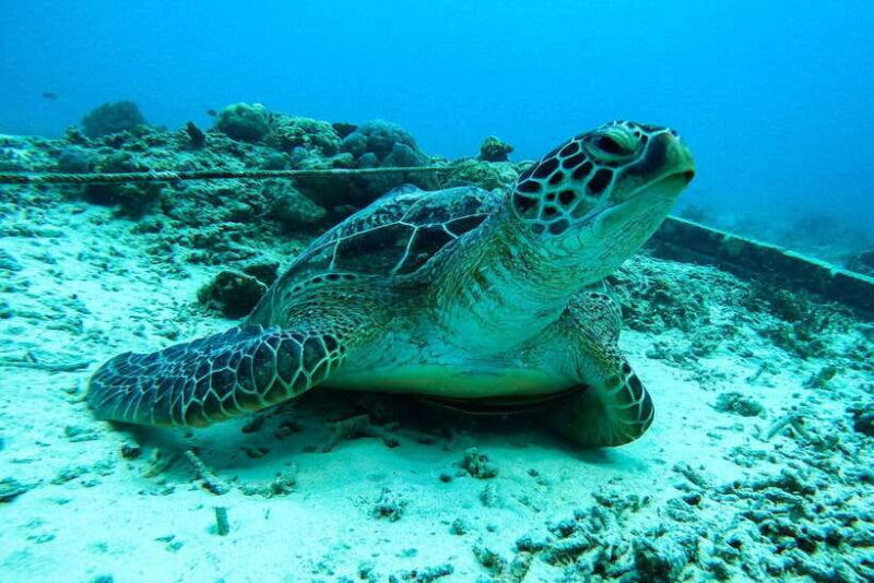 gili-islands-lombok-4-hour-private-group-snorkeling-trip