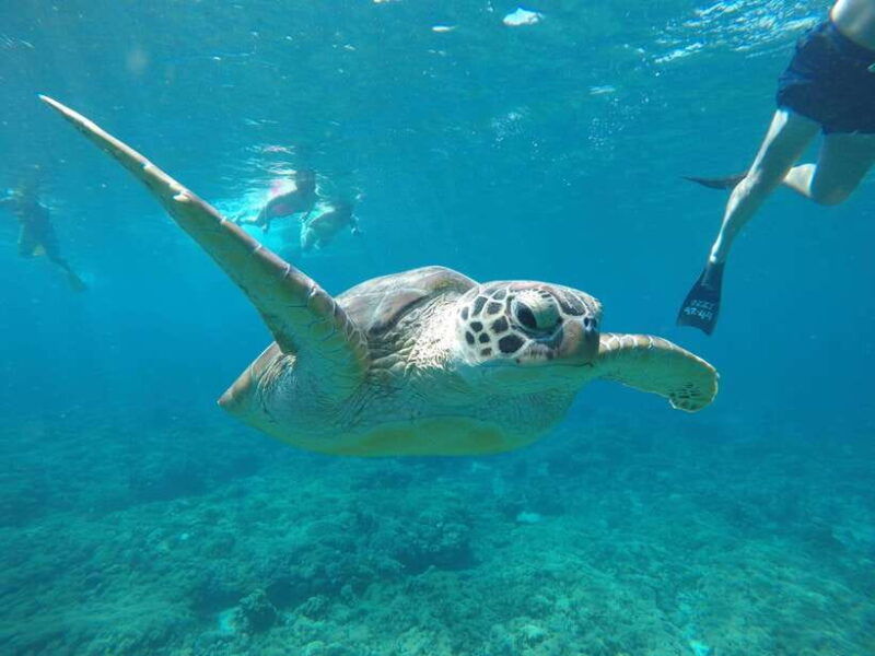 gili-t-snorkeling-trip-by-glass-bottom-boat-visit-turtles