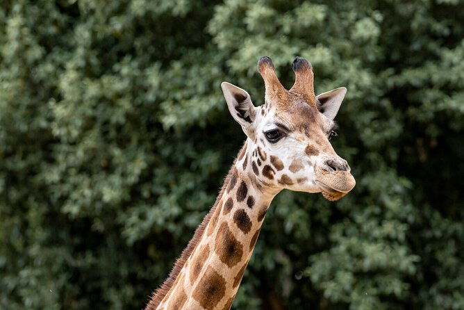 Giraffe Experience at Melbourne Zoo - excl. entry - The Itinerary: What Can You Expect?