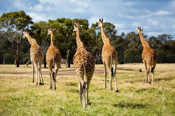 Giraffe Experience at Werribee Open Range Zoo - excl. entry - The Experience’s Strengths and Limitations
