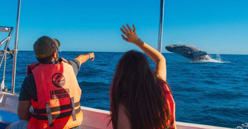 glass-bottom-boat-whale-watching