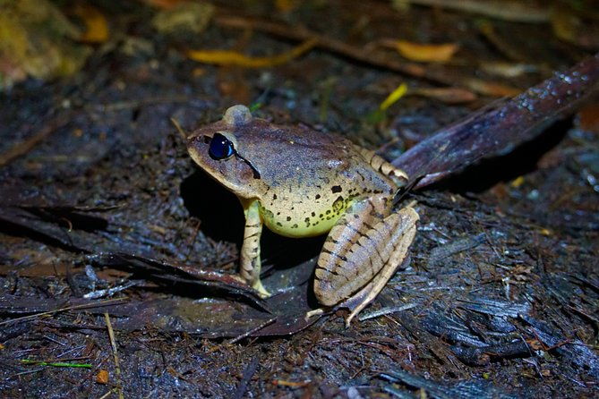 Glow Worms Private Tour - Nocturnal Rainforest Walk - Exploring the Itinerary in Detail