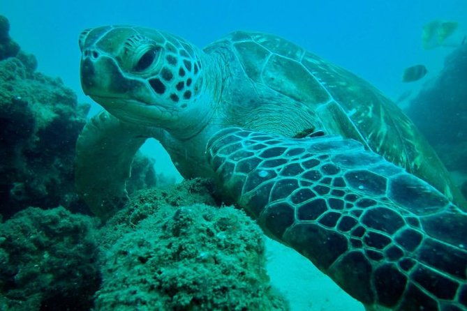 Gold Coast Try-Scuba Experience at Wave Break Island - The Itinerary: What You Can Expect