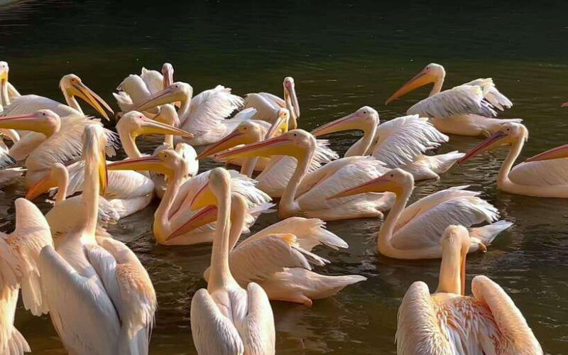 guangzhou-chimelong-birds-park-ticket-for-adult