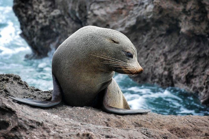 Half Day Dolphin Watching Cruise (Departing from Rotorua) - Why This Tour Stands Out