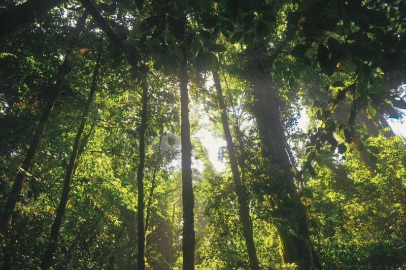 half-day-iguazu-forest-adventure