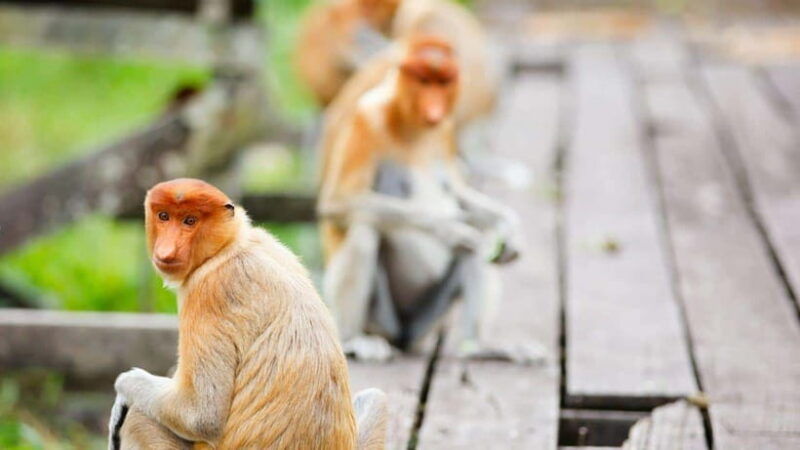 half-day-labuk-bay-proboscis-monkey-sanctuary-sandakan
