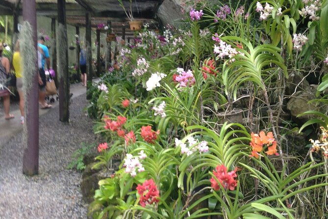 Half Day Nadi Tour-Mudpools, Gardens,Temple,Handicraft markets/LUNCH-Coral Coast - Who Is This Tour Best For?