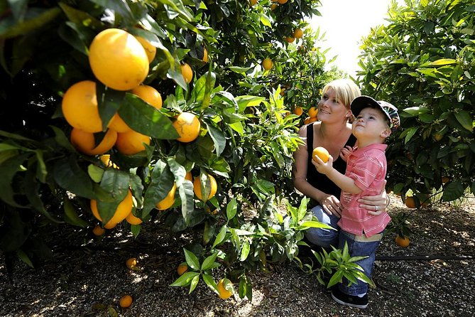 Half-Day Swan Valley Walk & Fruit Orchard - Transportation and Group Size
